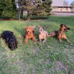 Balance Together Dog Training