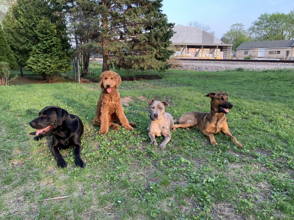 Balance Together Dog Training