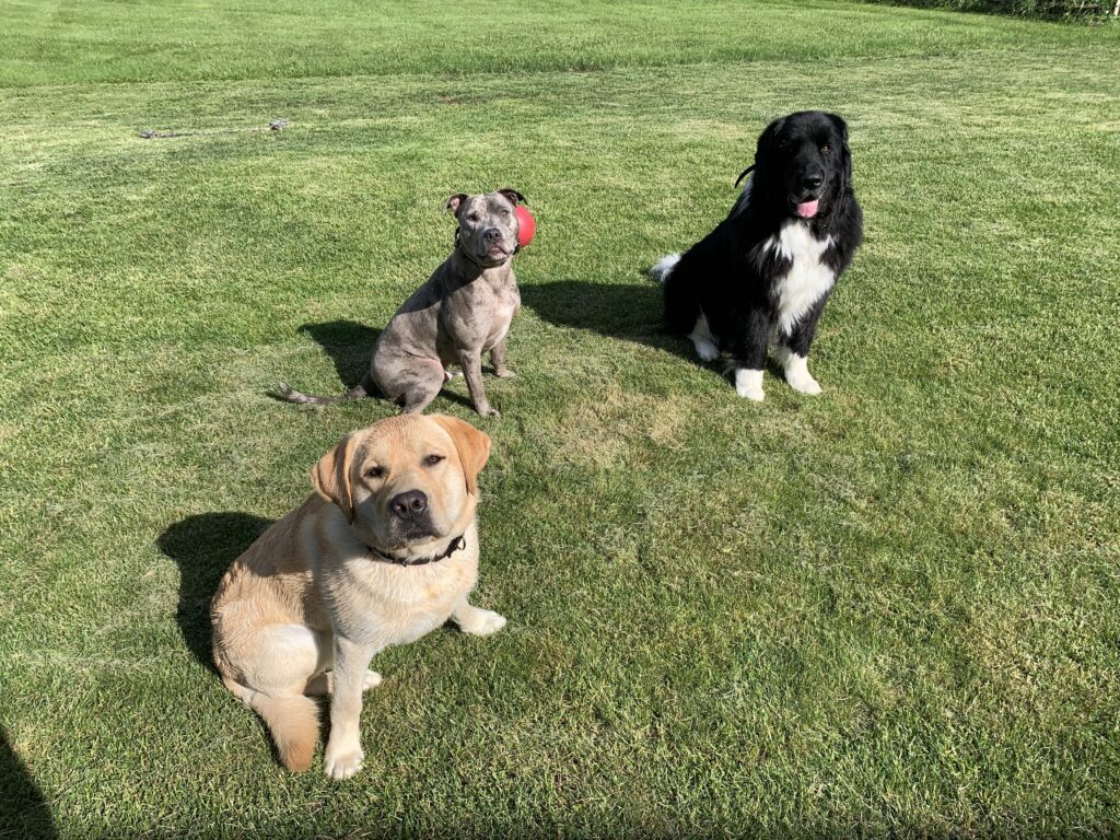 Balance Together Dog Training