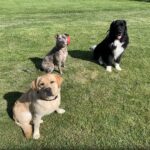 Balance Together Dog Training