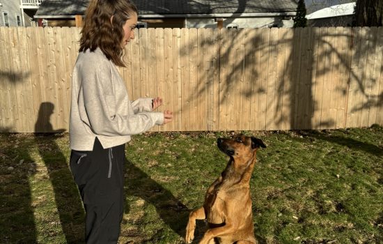 Balance Together Dog Training